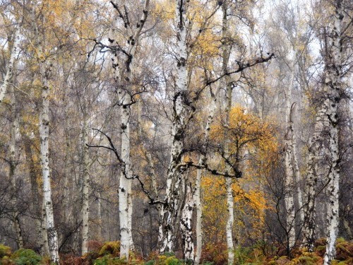 Image credit: Birchwood Forest in Autumn: Nisha Keshav 2022 Award winner