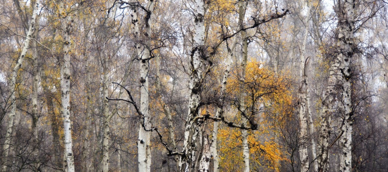 Image credit: Birchwood Forest in Autumn: Nisha Keshav 2022 Award winner